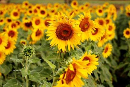 Sunflower filed, Thailandの写真素材