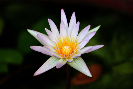 Lotusの写真素材