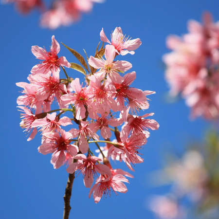 CherryBlossom in Heart Shapeの素材