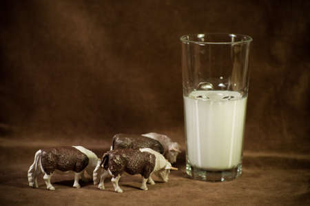 Follow the milkの写真素材