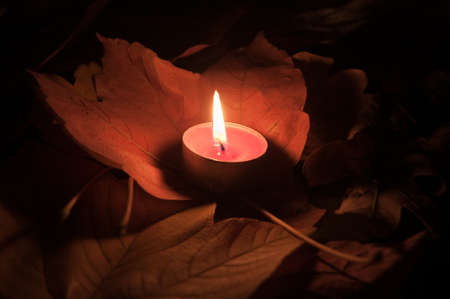 Autumn Leavesの写真素材