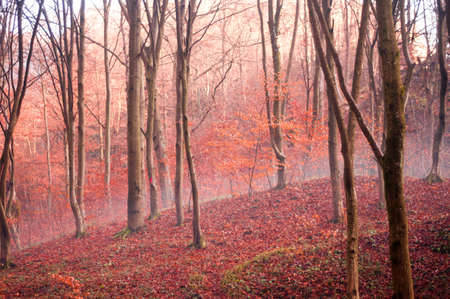 Red forestの写真素材