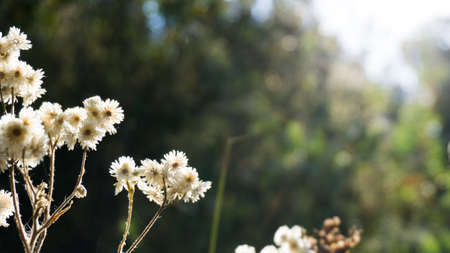 White Flowers with blurry land back-side effect.の写真素材