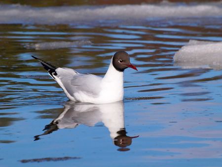 Hooded seagull swimming in clear blue water with some ice in the back at springの写真素材
