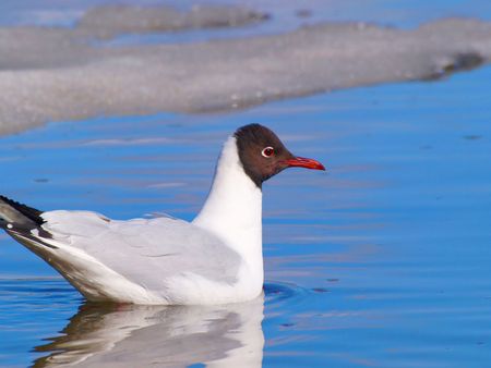 Hooded seagull swimming in clear blue water with some ice in the back at springの写真素材