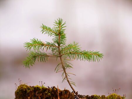 A little spruce tree growing on top of a old rotten stemの写真素材