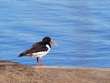 Oystercatcher, from the family Haematopodidae, on a mountain next to the blue sea in the backgroundの写真素材