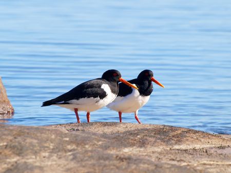 Couple of oystercatchers, from the family Haematopodidae, on a mountain next to the blue sea in the backgroundの写真素材