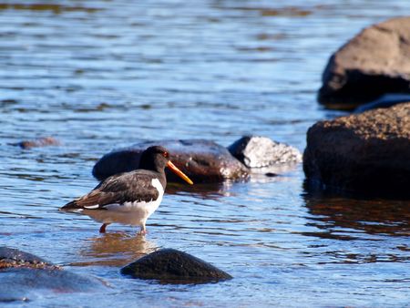 Oystercatcher, from the family Haematopodidae, wading for food in the blue sea waterの写真素材