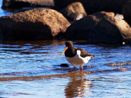 Oystercatcher, from the family Haematopodidae, wading for food in the blue sea waterの写真素材