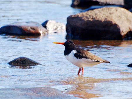 Oystercatcher, from the family Haematopodidae, standing on a beach in the blue sea watching out for predators の写真素材