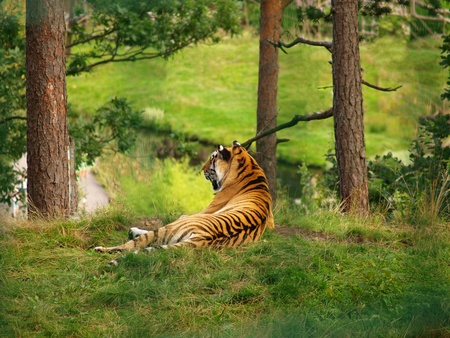 Tiger watching out at a view spot on top of a hill, in the wildernessの写真素材