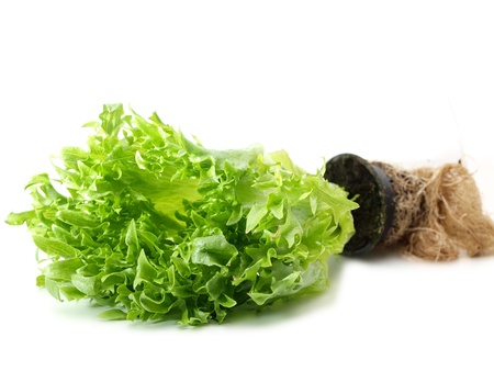 Lettuce in a pot, with roots, isolated towards white backgroundの写真素材