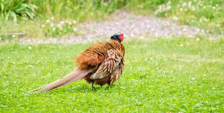 Male pheasant walking proud in fresh green grassの写真素材