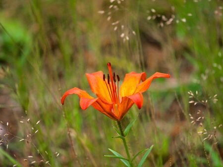Orange lily flower, growing in the wildの写真素材