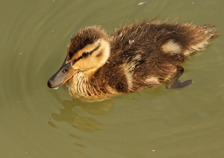 Little  mallard duck duckling, swimming around in green waterの写真素材