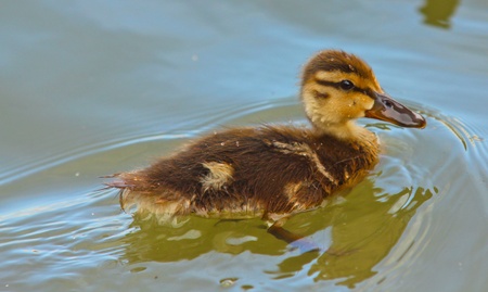 Little  mallard duck duckling, swimming around in green waterの写真素材