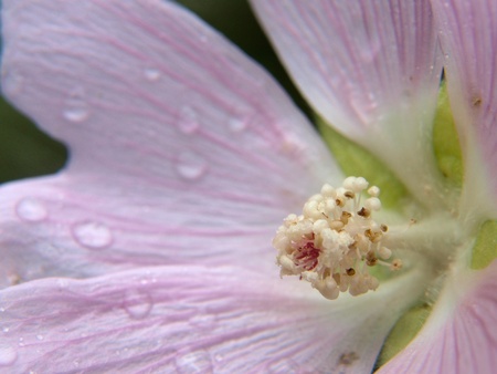 Closeup of a violet flower, isolated towards dark greenの写真素材