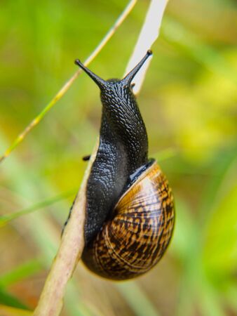 Closeup of snail with house on strawの写真素材