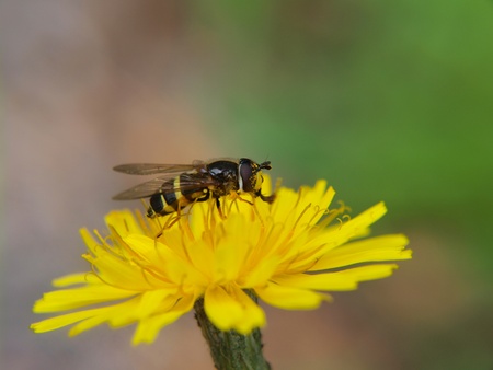 Closeup of a bee feeding on a sharp yellow dandelion