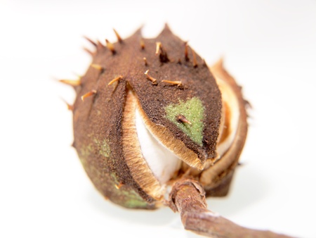 Single chestnut unfolding, isolated towards white backgroundの写真素材