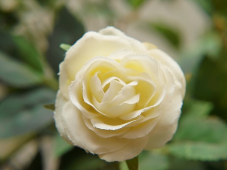 White rose isolated, green petals in the backgroundの写真素材
