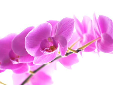 Phalaenopsis orchid, with yellow tongue, isolated towards whiteの写真素材