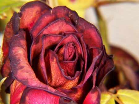 Closeup of a dried red rose, single flower isolatedの写真素材