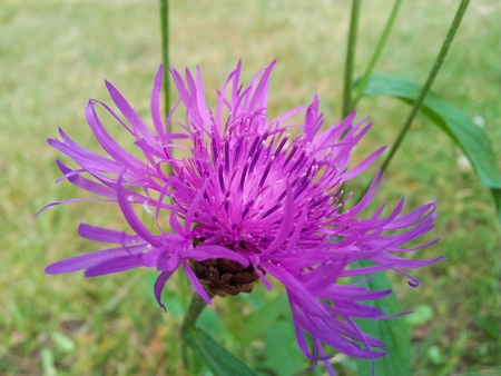 Closeup of violet, purple, cornflower, fresh green grass in backgroundの写真素材