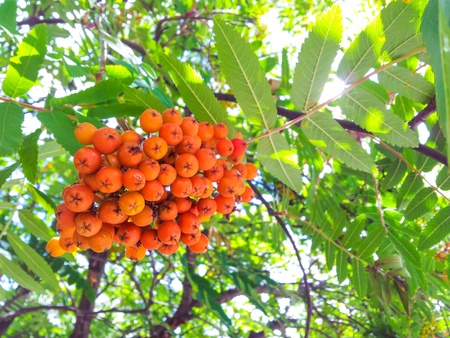 Rowan berries in a cluster, uncultivated towards green leavesの写真素材