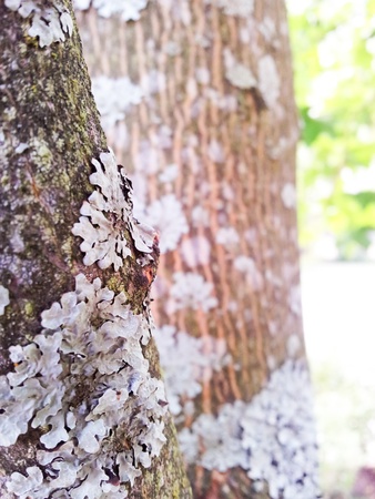 Closeup of lecanoromycetes fungi on maple treeの写真素材
