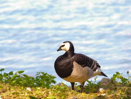 Single barnacle goose, standing in fresh green grass in front of shimmering blue seaの写真素材