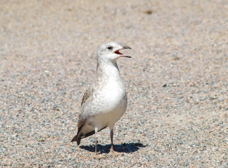 Single baby seagull calling parents on gravel at summer in sunlightの写真素材