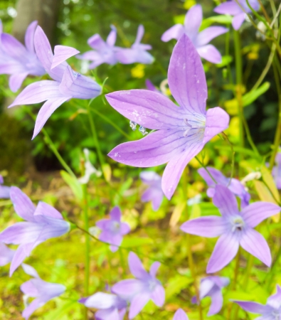 Group of beautiful violet flowers with fresh green grassの写真素材
