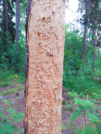 Pine tree eaten by termites, standing in a green forestの写真素材