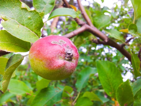 Uncultivated little red and green apple ripe on treeの写真素材