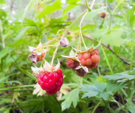 Uncultivated red raspberry on bush, in forestの写真素材