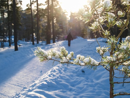 Fresh snow in little spruce tree, in front of sunlight onto wintery roadsの写真素材