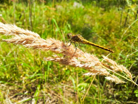 Yellow dragonfly resting on a brown straw towards green grassの写真素材