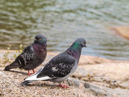 Pair of plue-green pigeons in front of green water, on top of a cliffの写真素材