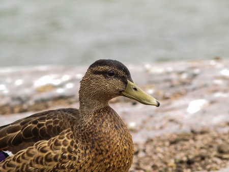 Female mallard duck, closeup portrait at summerの写真素材