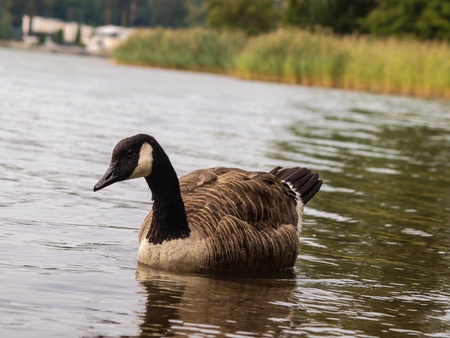 One Barnacle goose in shimmering water at daytimeの写真素材