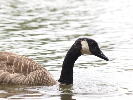 One Barnacle goose in shimmering water at daytimeの写真素材