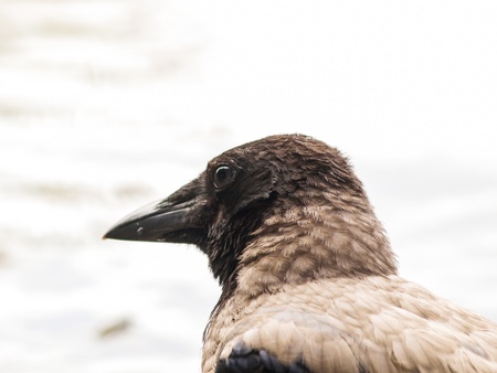 Closeup portait of a crow bird, towards light greyの写真素材