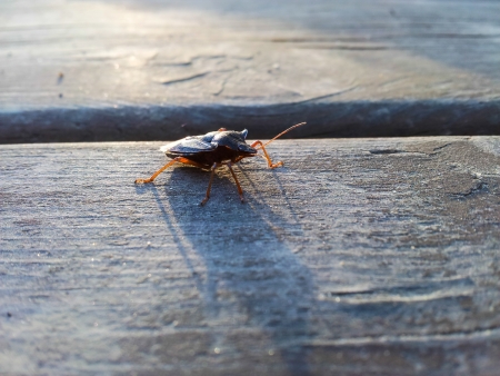 Hemiptera beetle, crossing a wooden table at sunsetの写真素材