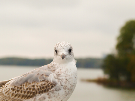 Portrait of a young white and grey spotted herring seagullの写真素材