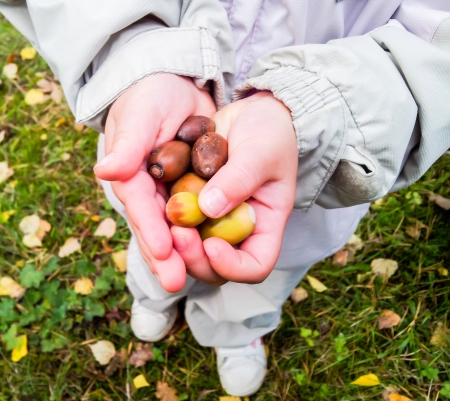 Young child holding a pile of oak nuts at autumnの写真素材
