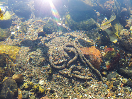 Closeup of lugworm remains below surface with flare on surfaceの写真素材