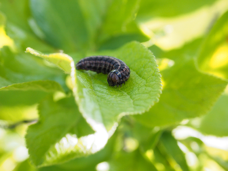 Black caterpillar on fresh green leaf waiting for waiting for the metamorphosisの写真素材