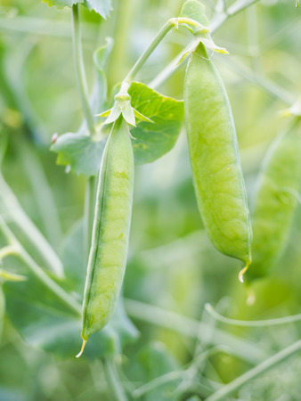 Seed pods of garden peas, pisum sativum, right before harvestingの写真素材